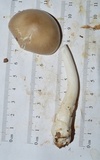 Amanita sect. Vaginatae image