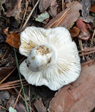 Russula redolens image