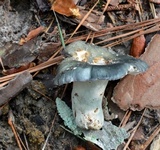 Russula redolens image