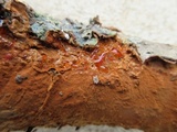 Hymenochaete cinnamomea image