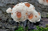 Abortiporus biennis image