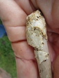 Amanita sect. Vaginatae image