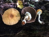 Agaricus silvaticus image