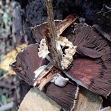 Agaricus silvaticus image