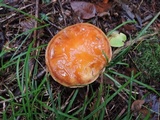 Suillus grevillei image