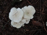 Clitocybe subconnexa image