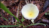 Leucocoprinus fragilissimus image