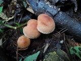 Tricholoma vaccinum image