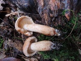 Tricholoma vaccinum image