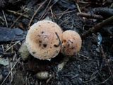 Tricholoma vaccinum image