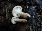 Tricholoma vaccinum image