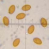 Bolbitius lacteus image