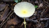 Leucocoprinus fragilissimus image
