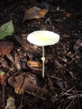Leucocoprinus fragilissimus image