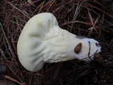 Lycoperdon excipuliforme image