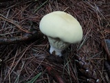 Lycoperdon excipuliforme image