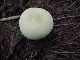 Lycoperdon excipuliforme image