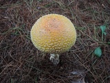 Amanita muscaria f. guessowii image