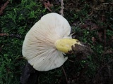 Lactarius aspideoides image