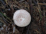 Lactarius subpurpureus image