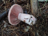 Lactarius subpurpureus image