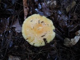 Lactarius croceus image