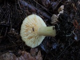 Lactarius croceus image
