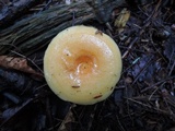 Lactarius croceus image