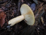Lactarius croceus image