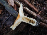 Lactarius croceus image