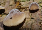 Hohenbuehelia podocarpinea image