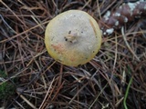 Chroogomphus ochraceus image