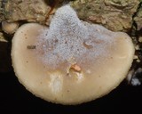 Hohenbuehelia podocarpinea image