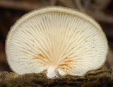 Hohenbuehelia podocarpinea image