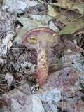 Suillus spraguei image