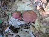 Suillus spraguei image