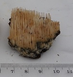 Radulodon copelandii image