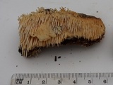 Radulodon copelandii image