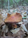 Cortinarius corrugatus image