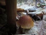 Cortinarius corrugatus image