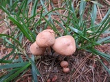 Marasmius oreades image