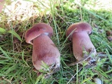 Tylopilus ferrugineus image