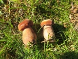 Tylopilus ferrugineus image