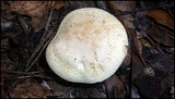 Tricholoma sulphureum image