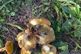 Suillus americanus image