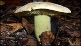 Tricholoma sulphureum image