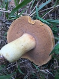 Boletus durhamensis image