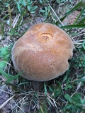 Boletus durhamensis image