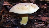 Tricholoma sulphureum image