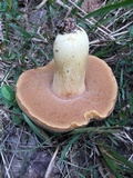 Boletus durhamensis image